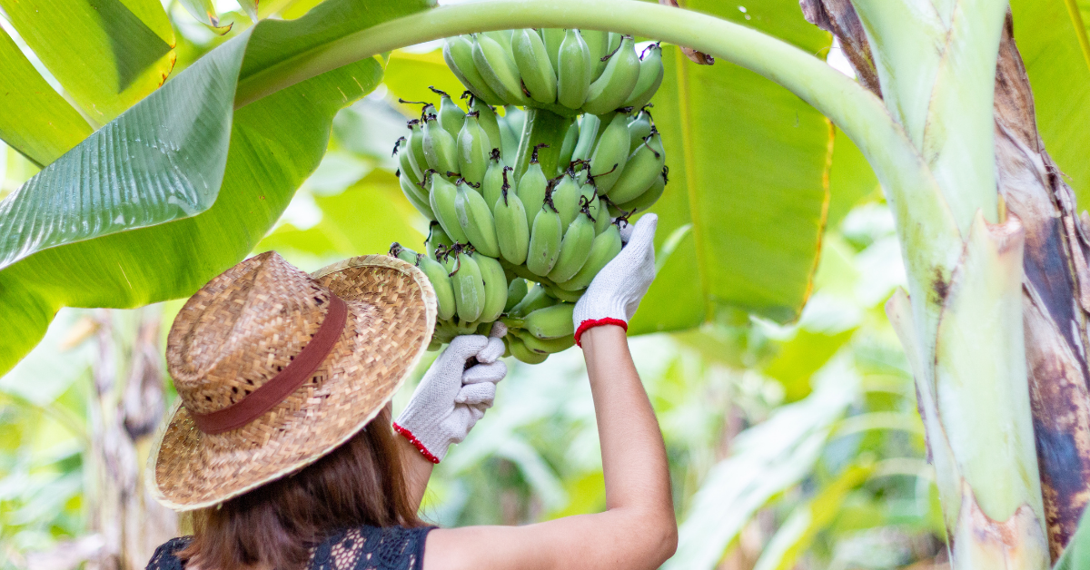 Going Bananas A look at the supply chain for the most consumed fruit